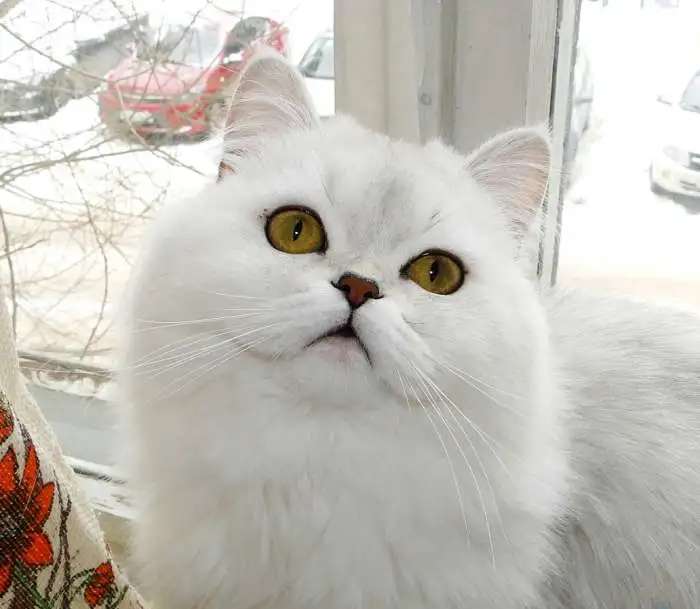Шотландский пушистый серебряный котик