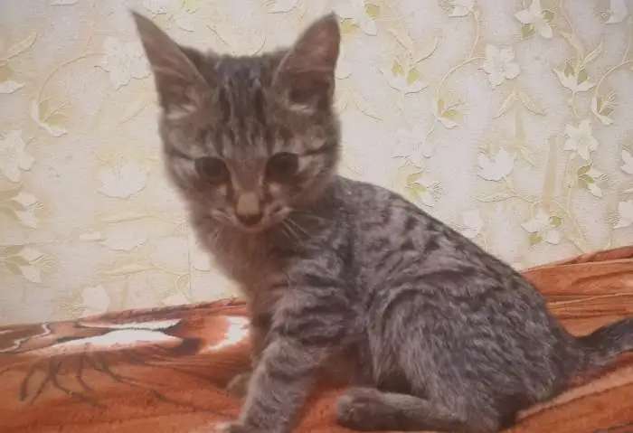 Котенок мальчик