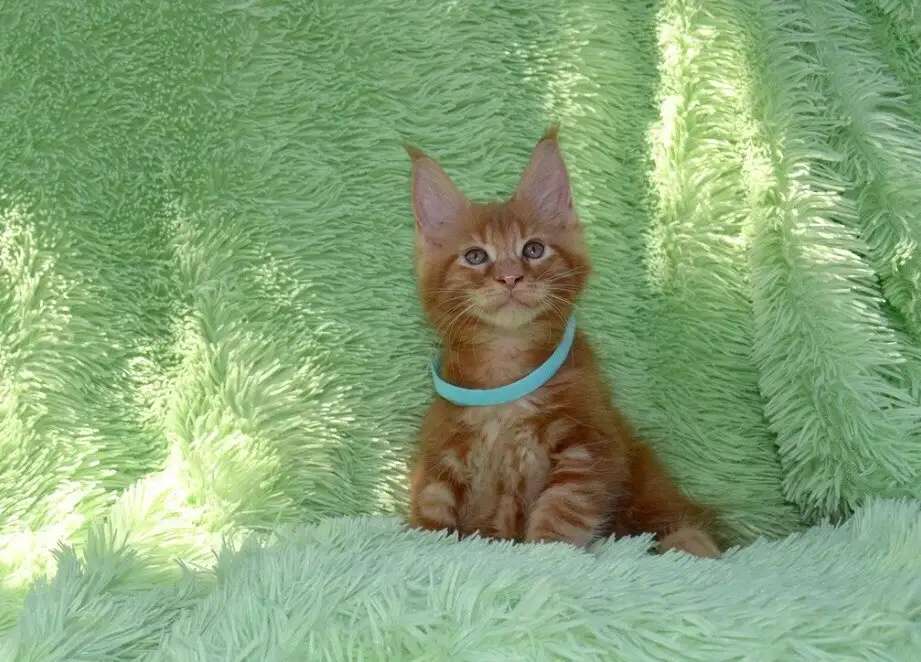 Котята мейн-кун красного окраса
