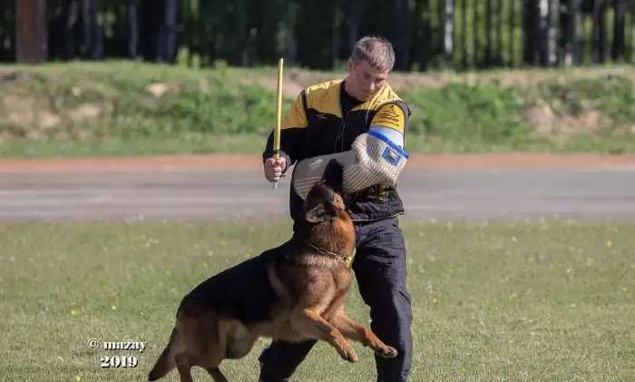 Щенки немецкой овчарки