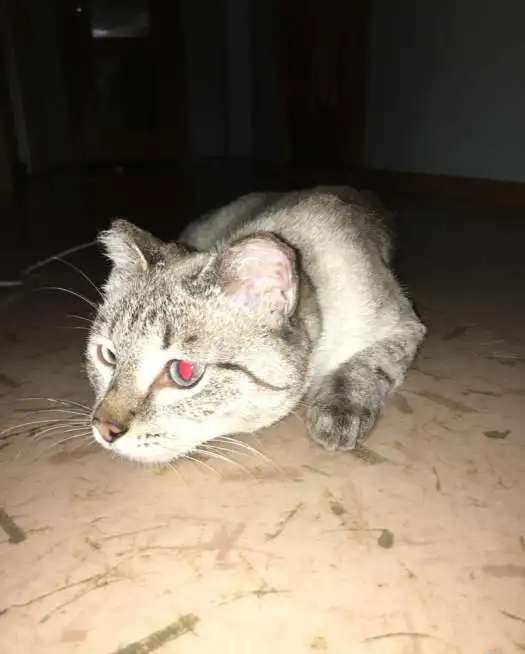 Отдаю кошечку в добрые руки