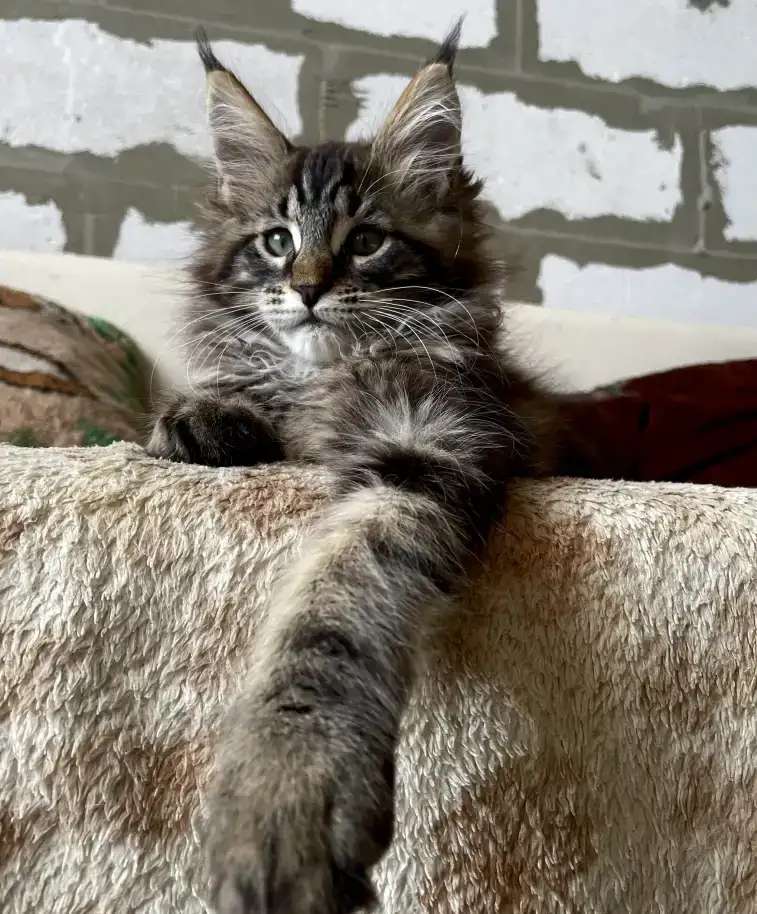 Котята породы майн-кун разных окрасов!