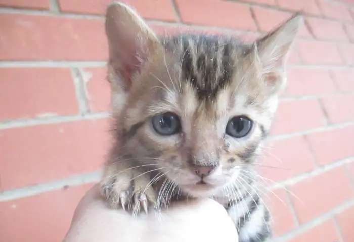 котик бенгал