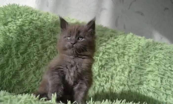 котик мейн-куна редкого окраса