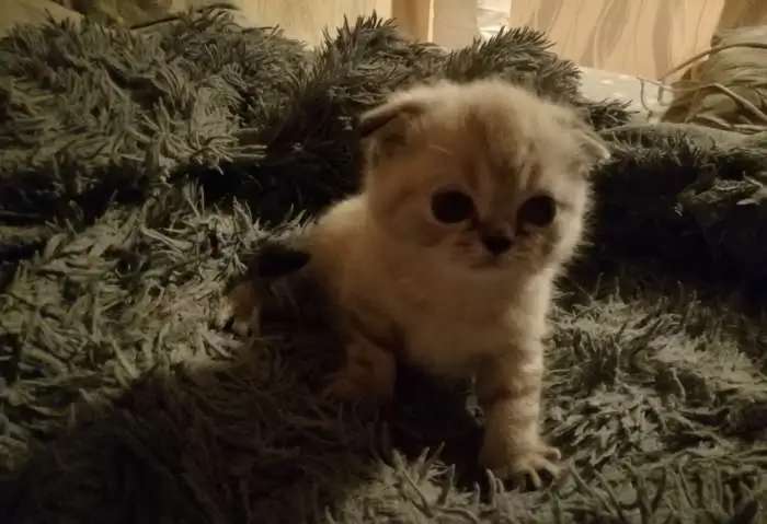 Вислоухий шотландский мальчик