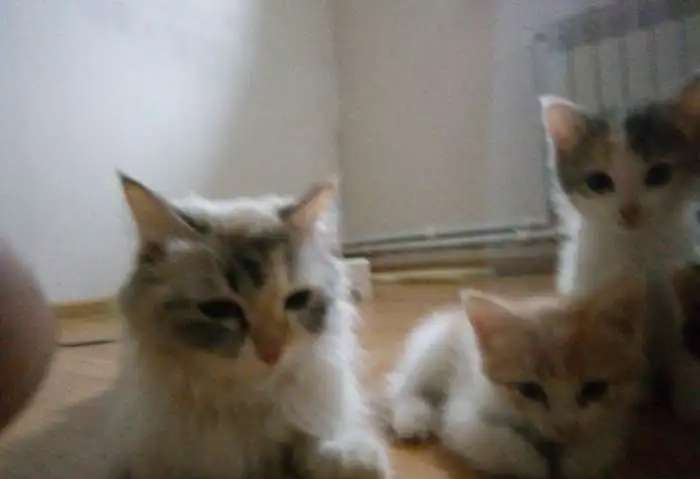 котята в хорошие руки