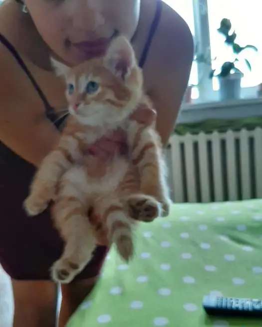 Отдам котенка (Курильский бобтейл) в добрый руки