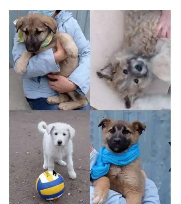Здоровые крепыши, футболисты) , щеночки, возраст 2 с половиной мес.