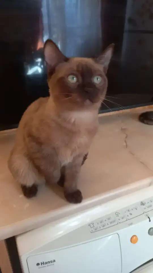 Тонкинез, мальчик.