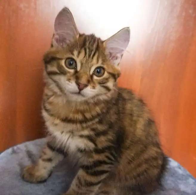 Котенок курильского бобтейла