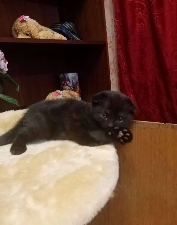 Продам котят