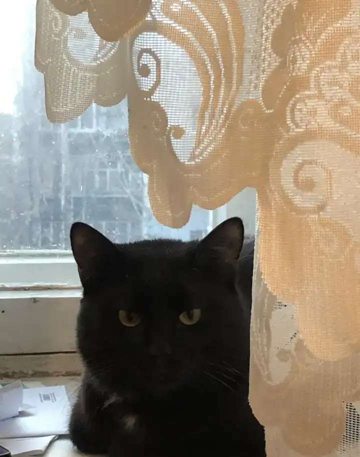 Котик в Любящие руки.