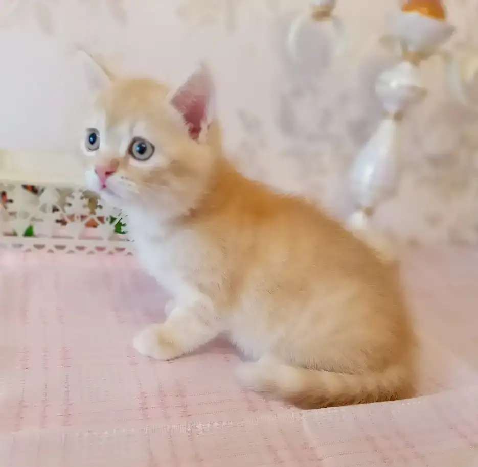 Красавец экзотик