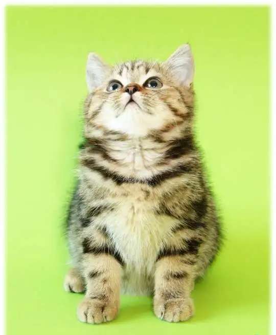 Британские котята