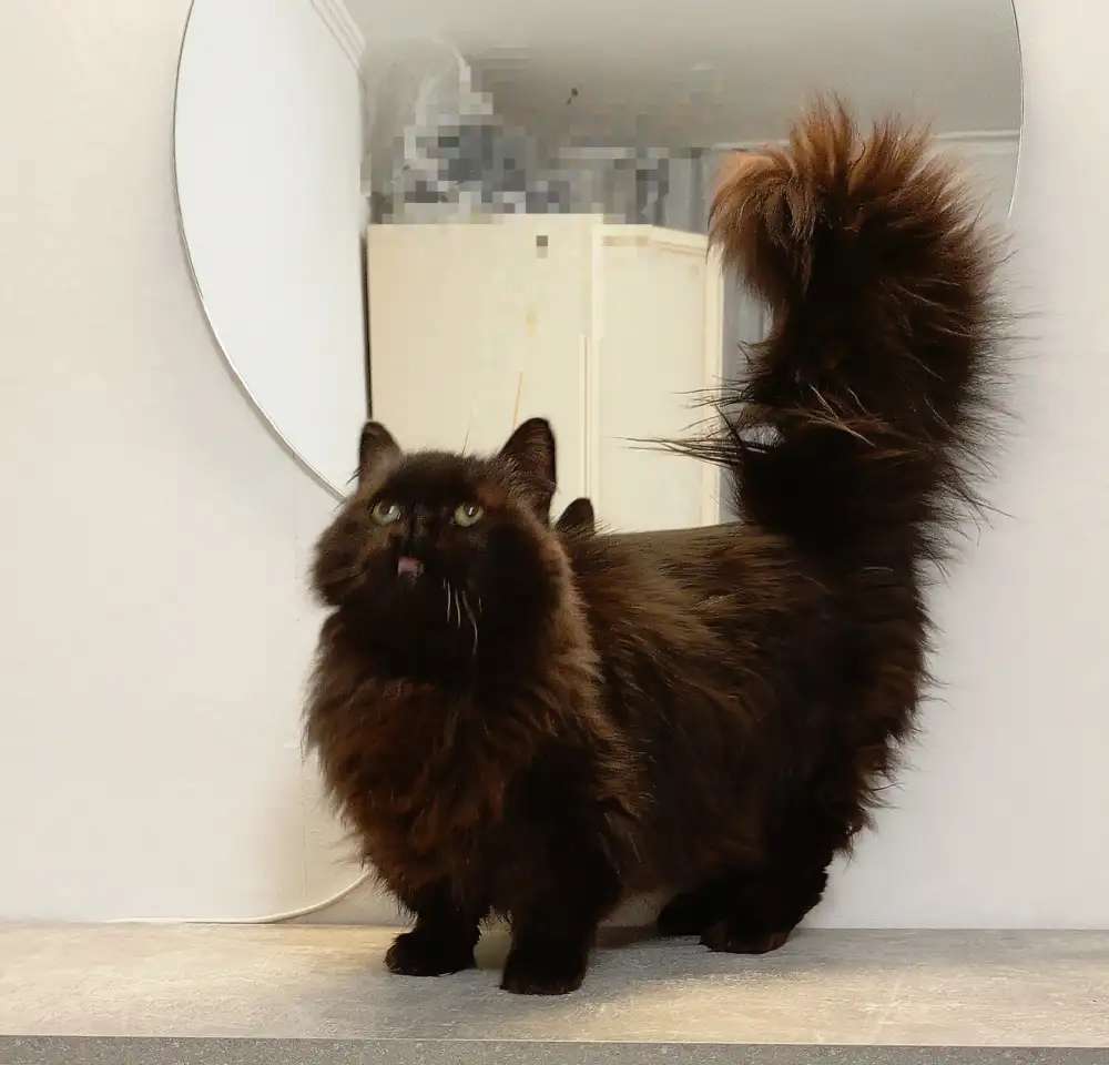 Кошка манчкин