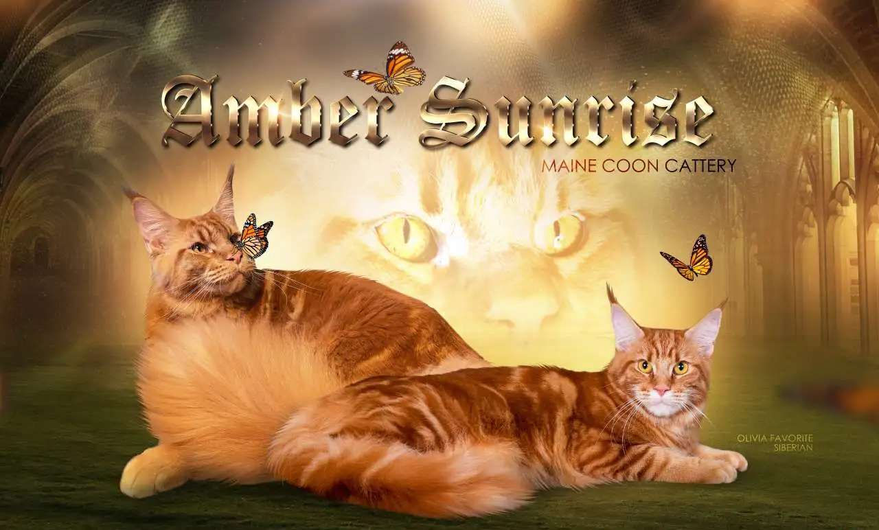 Котята мейн-кун из питомника