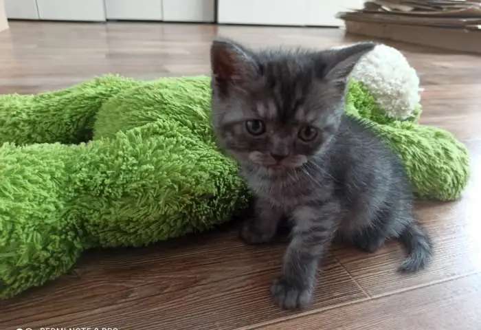 Шотландские прямоухие котята