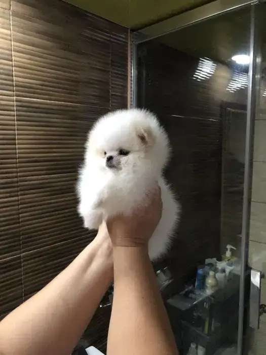Щеночки чистокровного шпица