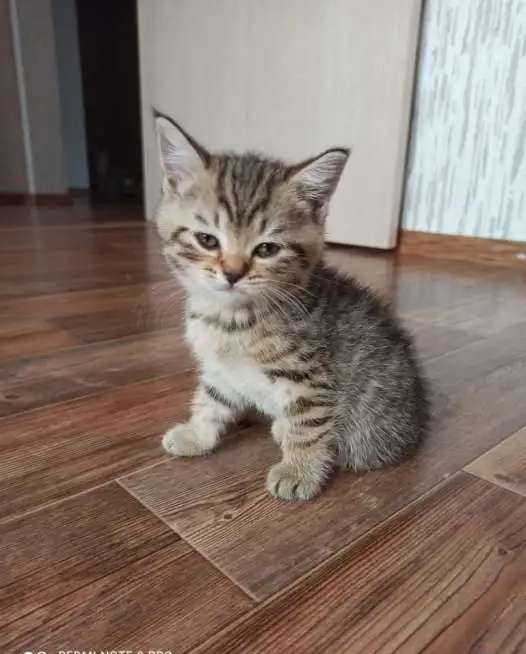Шотландские прямоухие котята