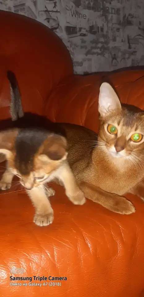 Абиссинские Котята