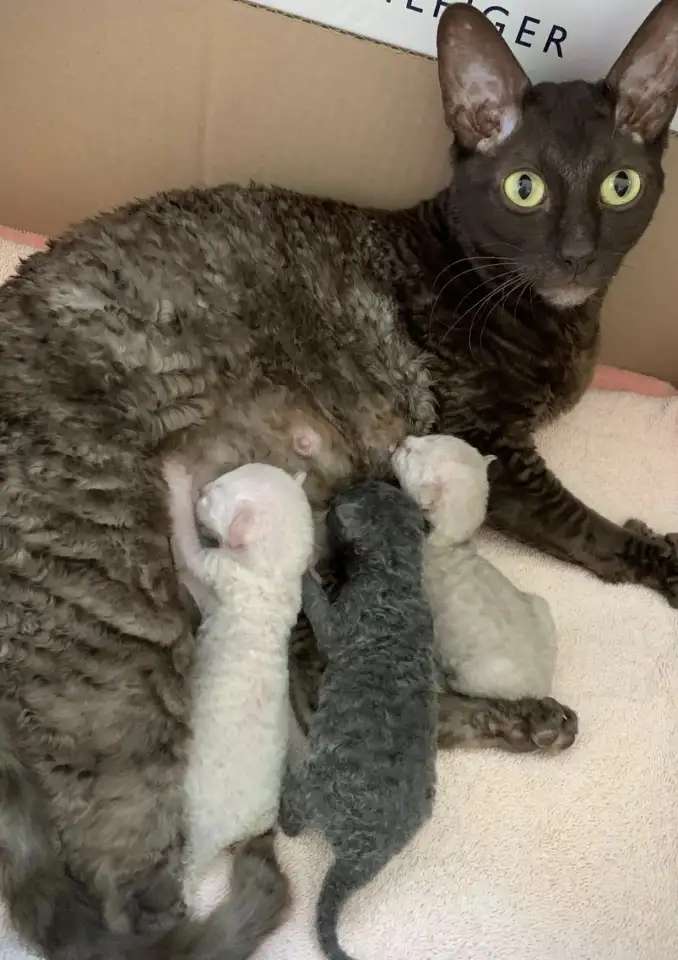 Корниш рекс котята