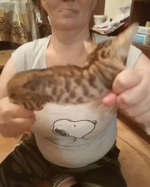 Бенгальские котята