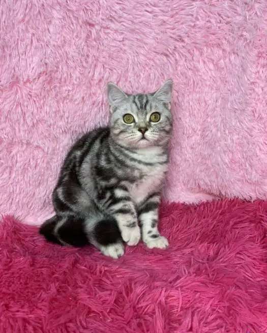 Британские котята