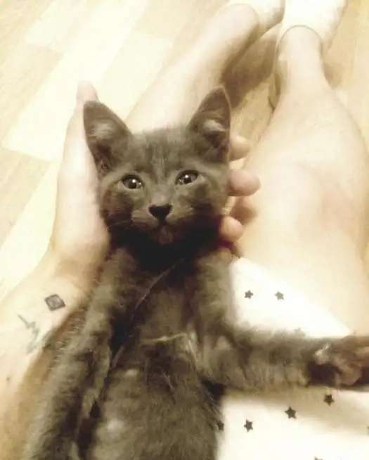 Котенок в добрые руки