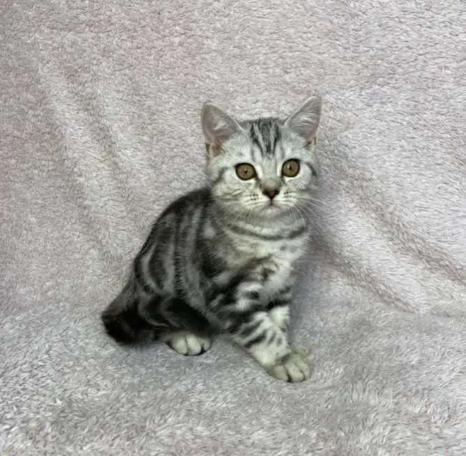 Британских котята