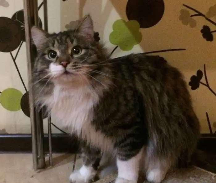 Ищу дом найденному коту