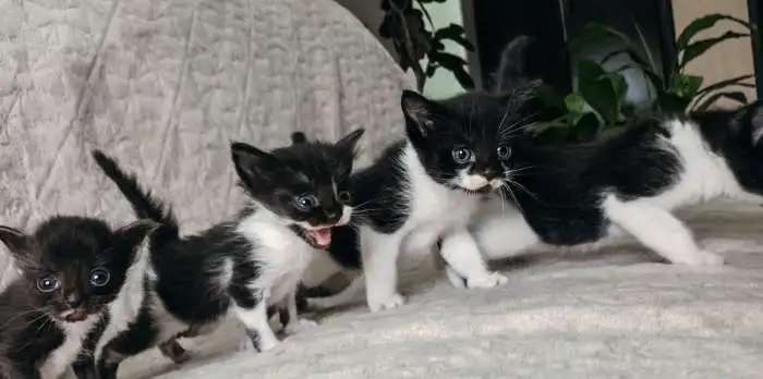 Подарю котёнка