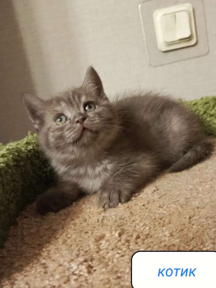Британский красивый котенок