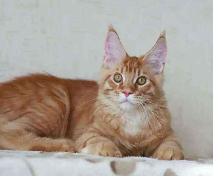 Крупный котик Гордей
