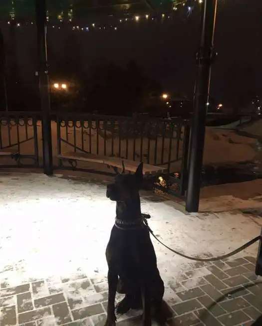Вязка добермана