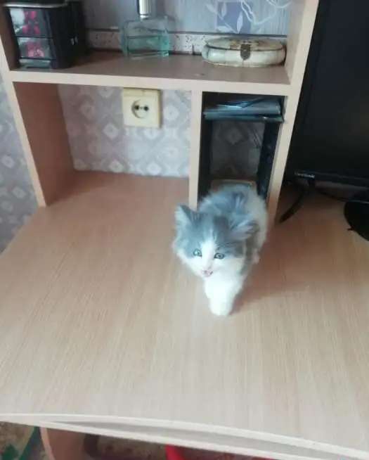 Милые котятки ищут семью