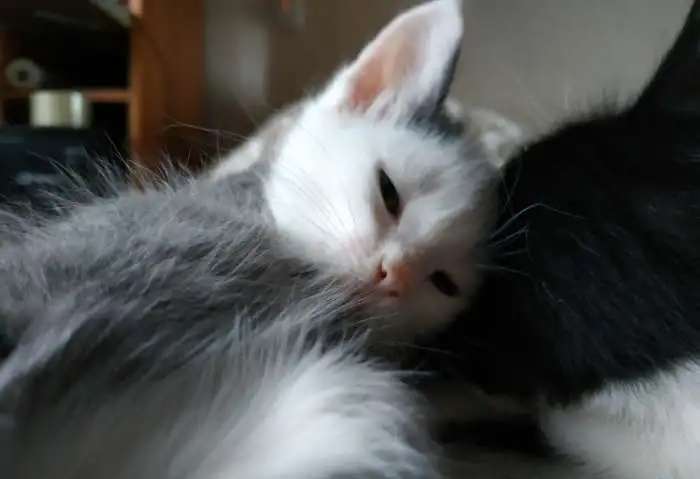 Подарю котят