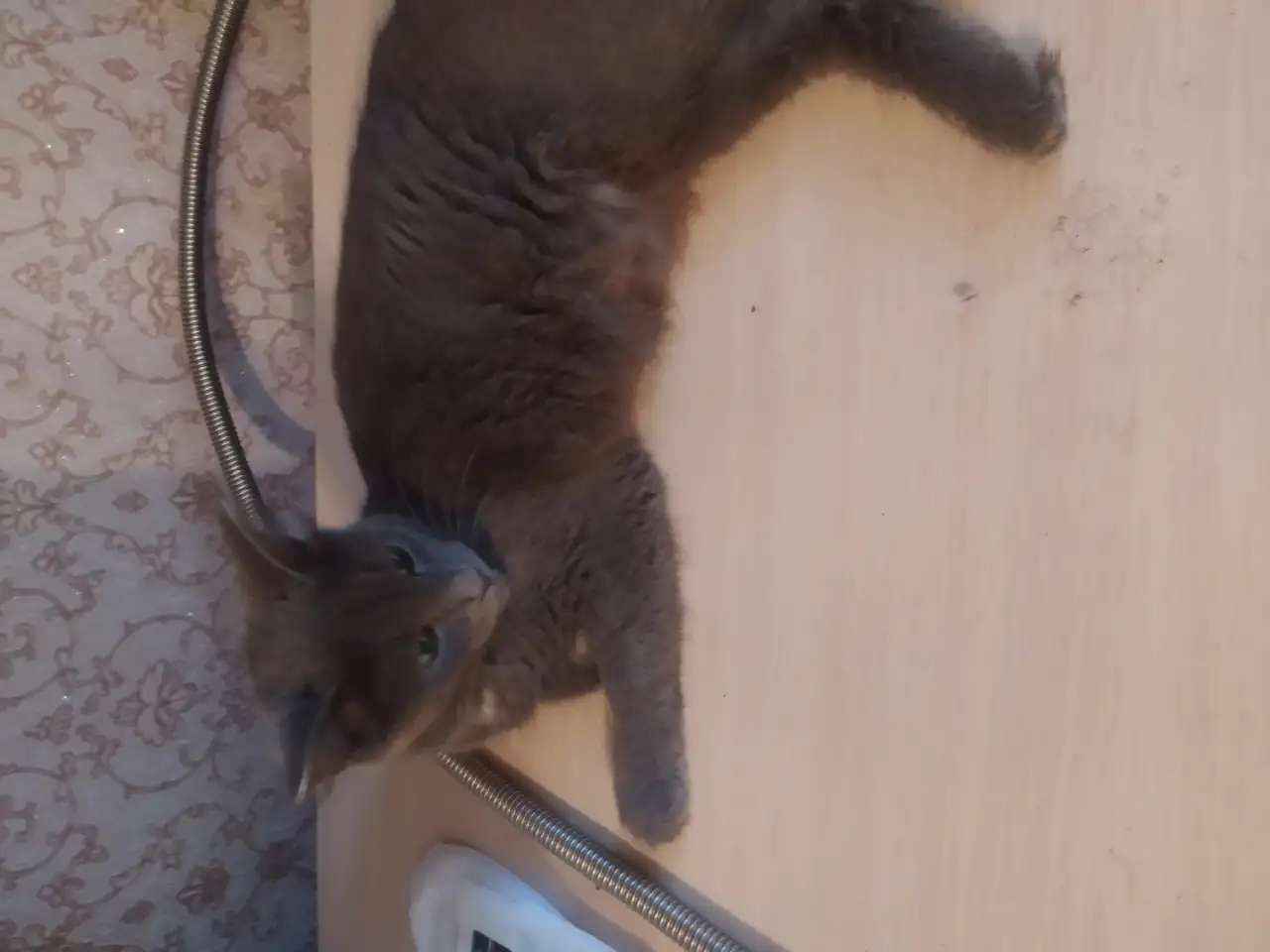 Отдам котят