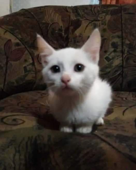 Отдам котят