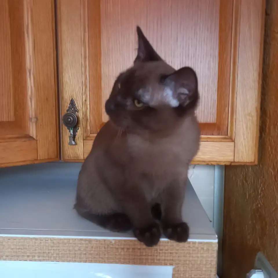 Бурманский котенок, мальчик.
