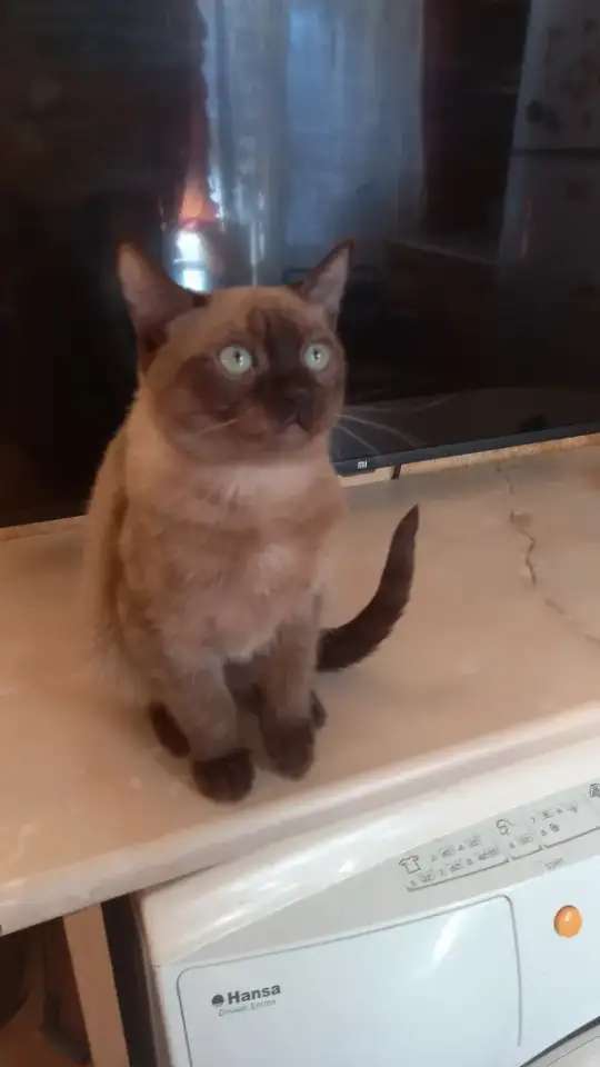 Тонкинез, мальчик.