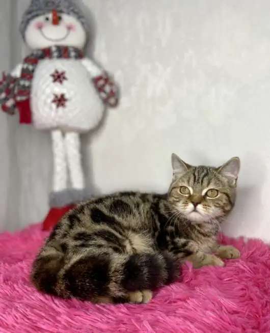 Британских котята