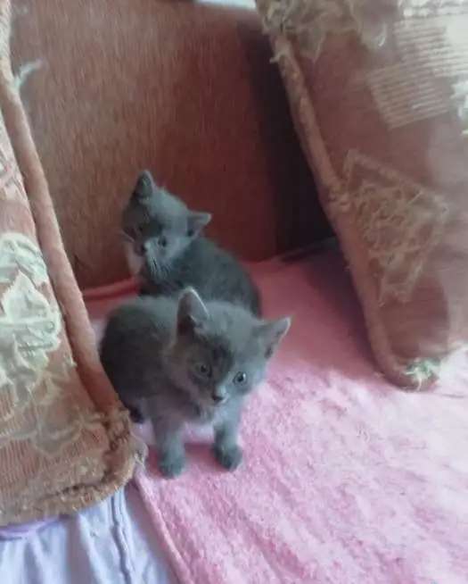 Котятки милашки