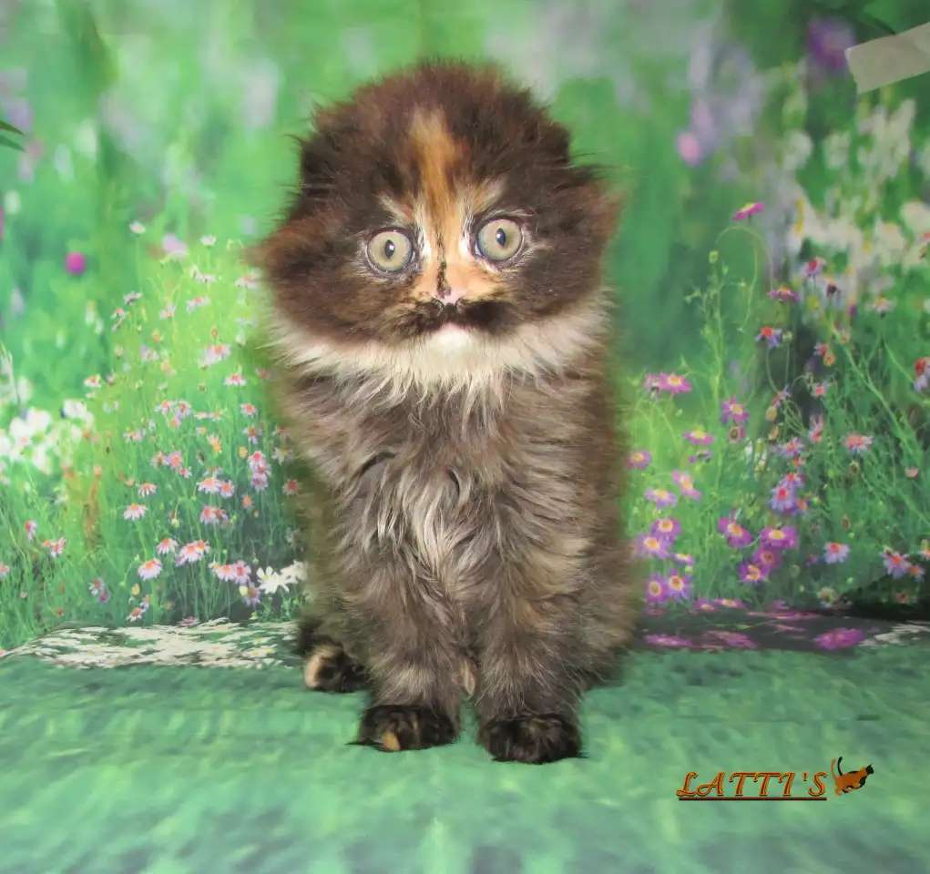 шотландская кошечка из питомника