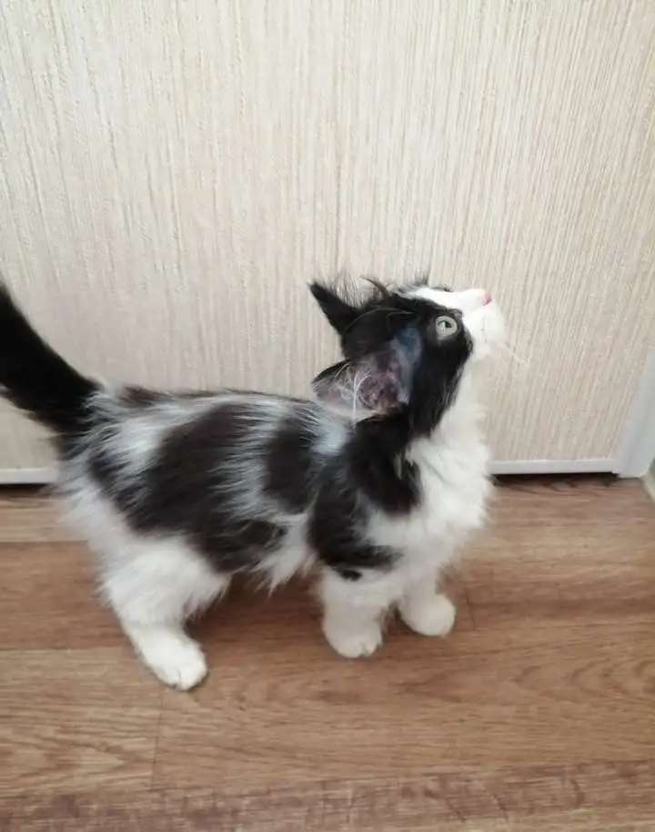 Отдам в хорошие руки.