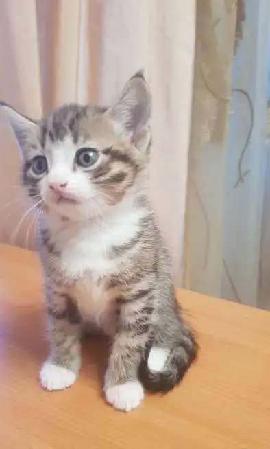 котята даром