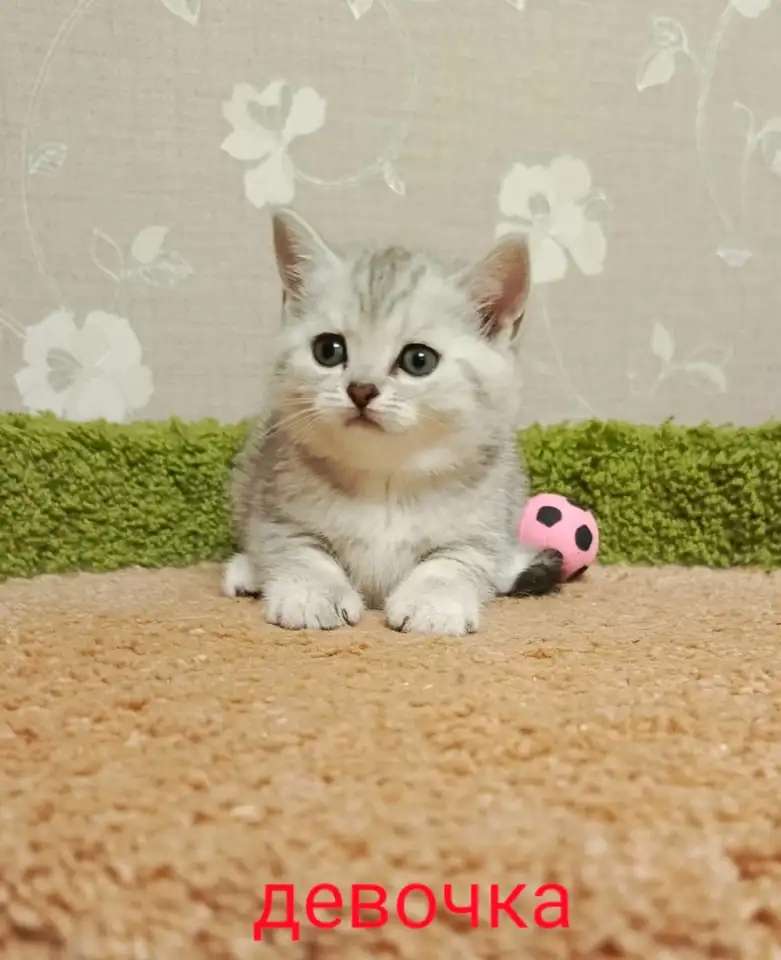 Красивый котенок девочка - серебристая шиншилла