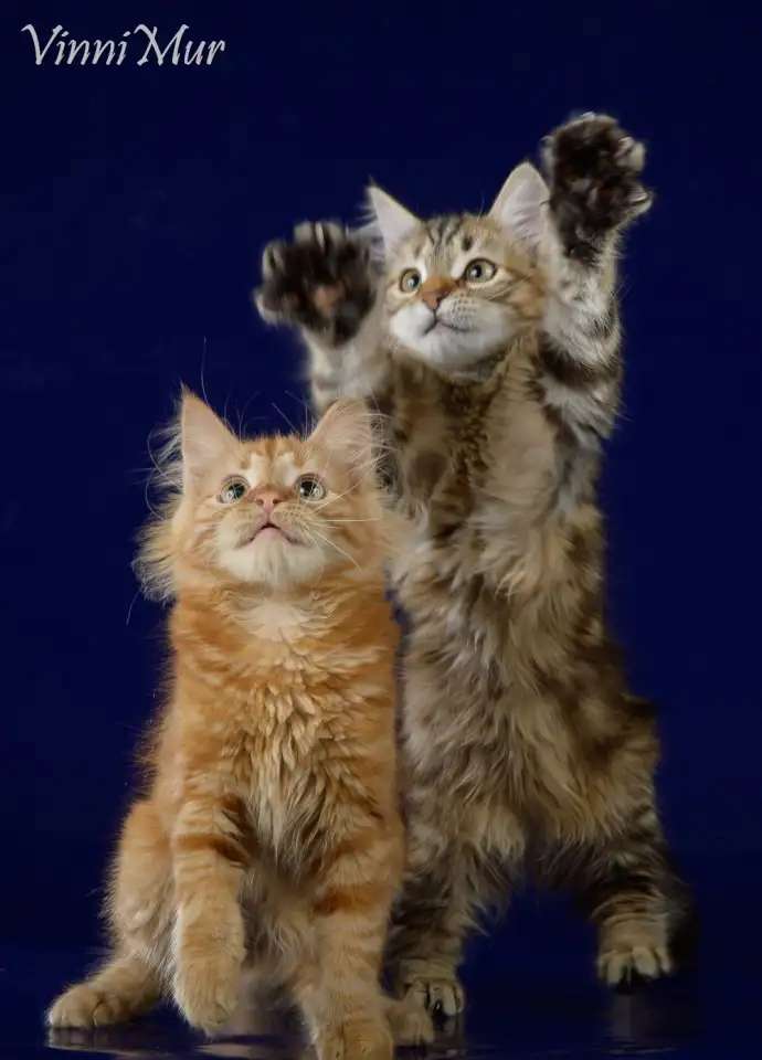 Сибирские котята