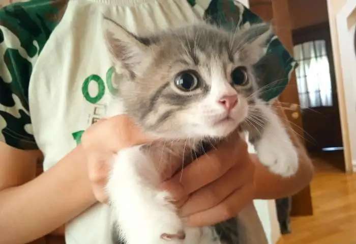 Отдам котят британцы