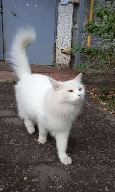 Отдам в добрые руки