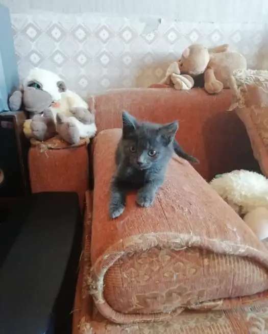 Котята ищут заботливую семью